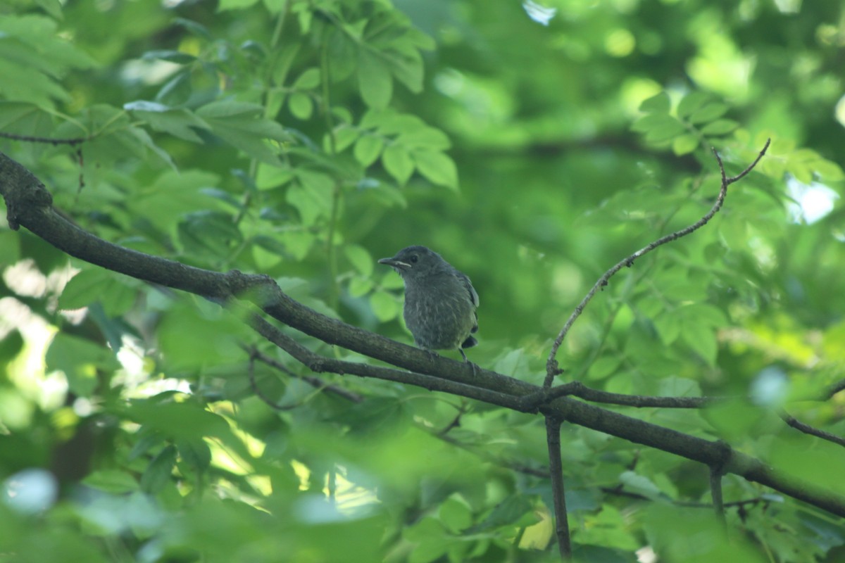 Gray Catbird - ML620674918