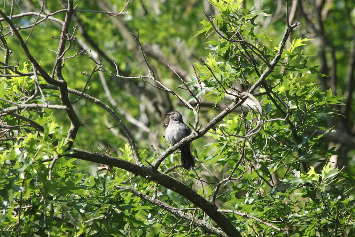 Gray Catbird - ML620674919