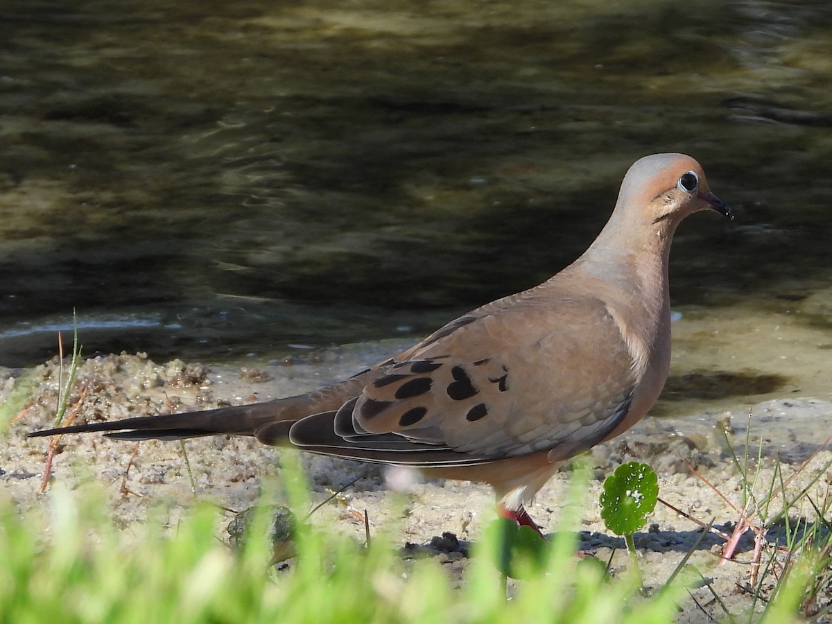 Mourning Dove - ML620674921