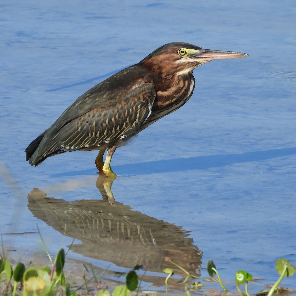 Green Heron - ML620674924