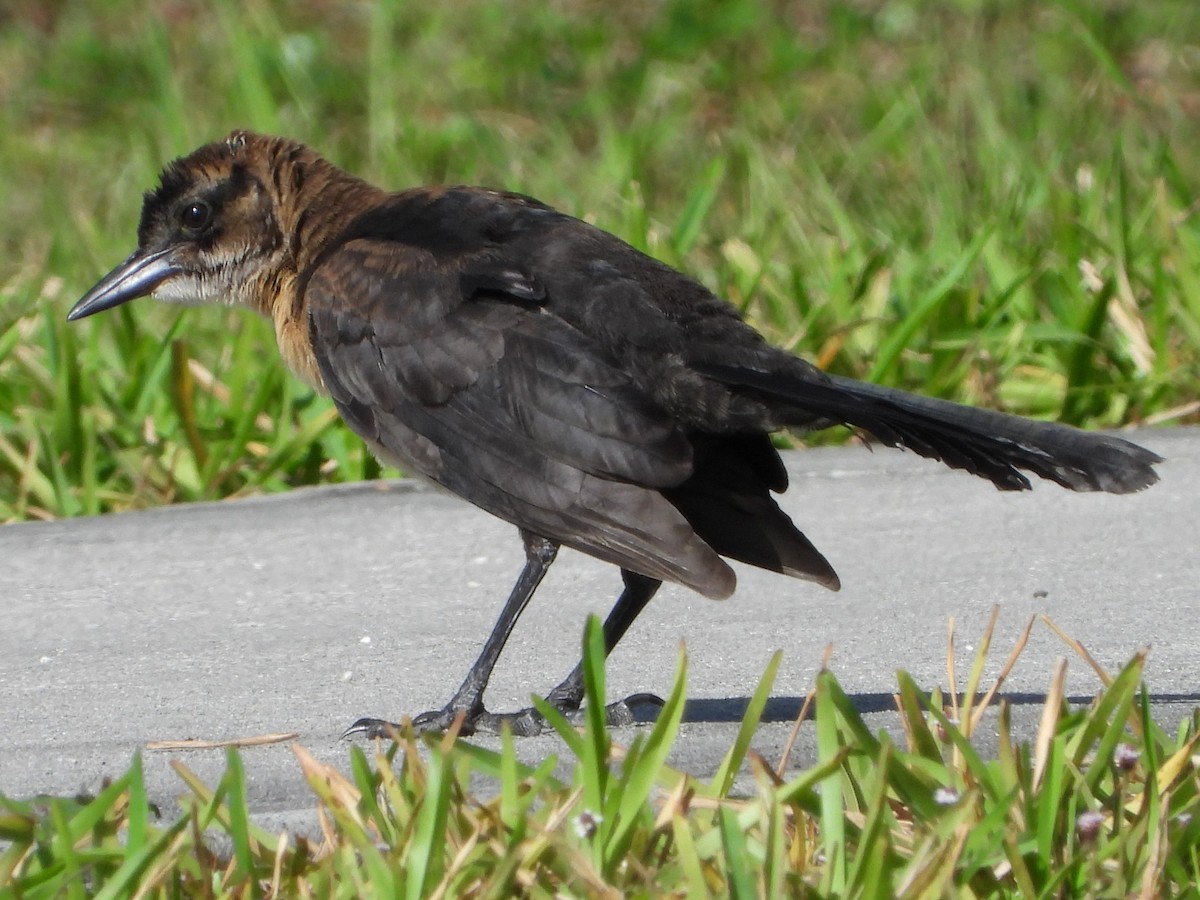 Boat-tailed Grackle - ML620674930