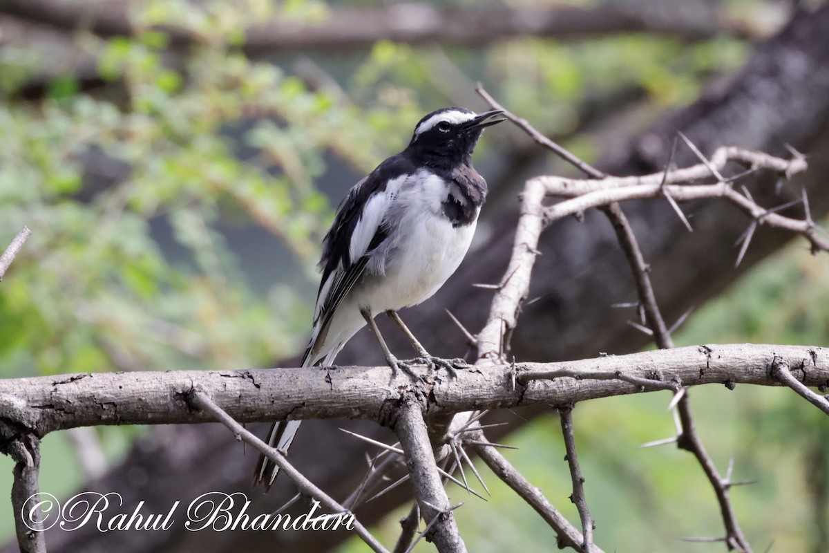 White-browed Wagtail - ML620674931