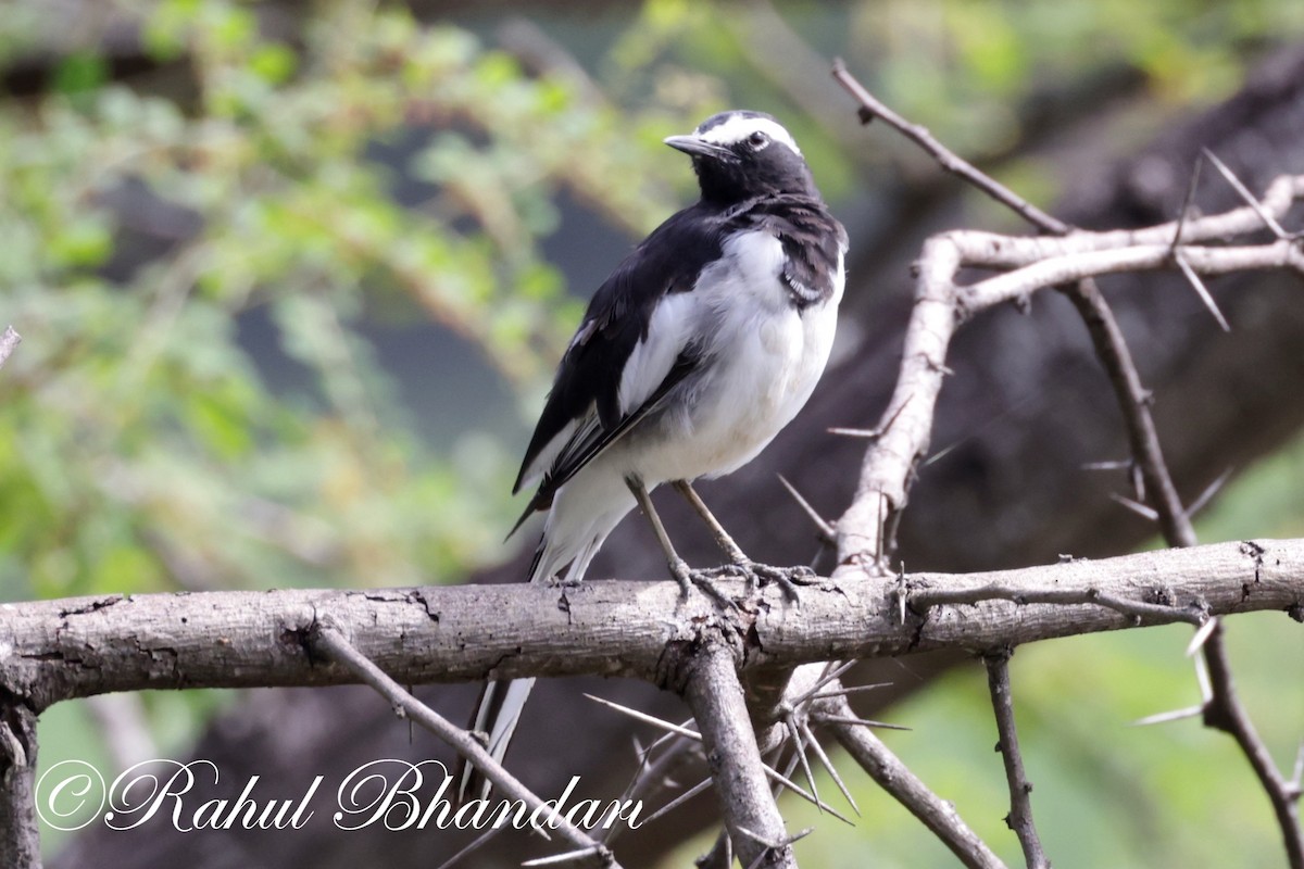 White-browed Wagtail - ML620674932