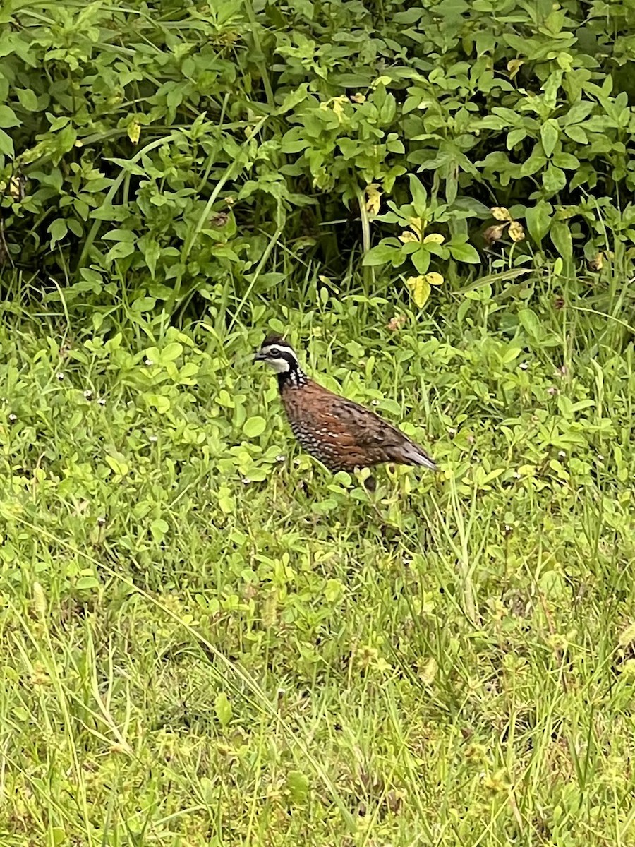 Northern Bobwhite - ML620674937