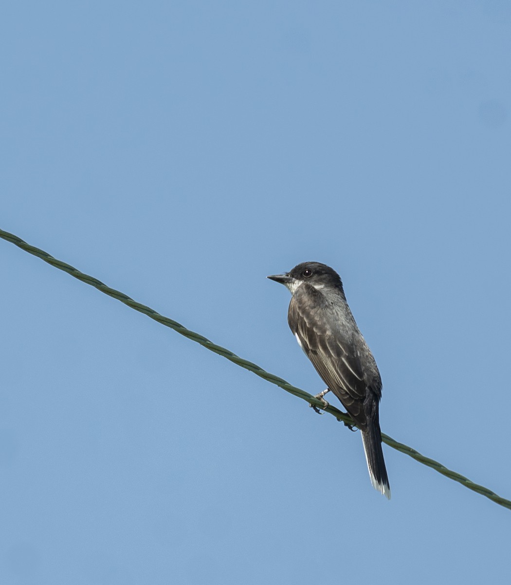 Eastern Kingbird - ML620674940