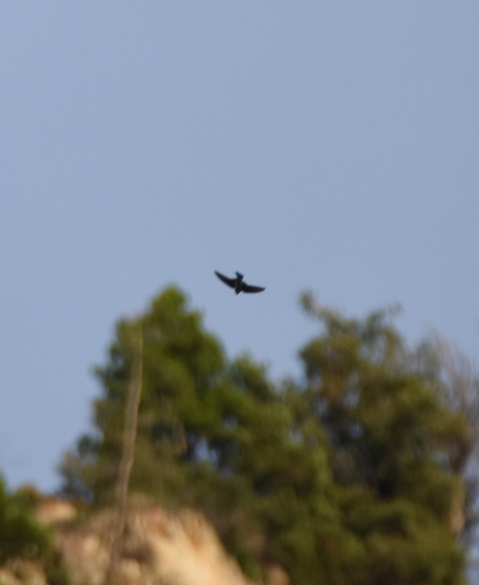 Black Swift - ML620674946