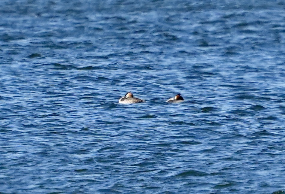 Great Crested Grebe - ML620674949