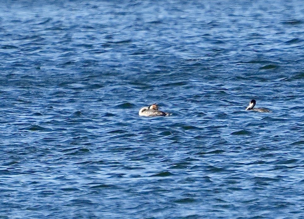 Great Crested Grebe - ML620674950