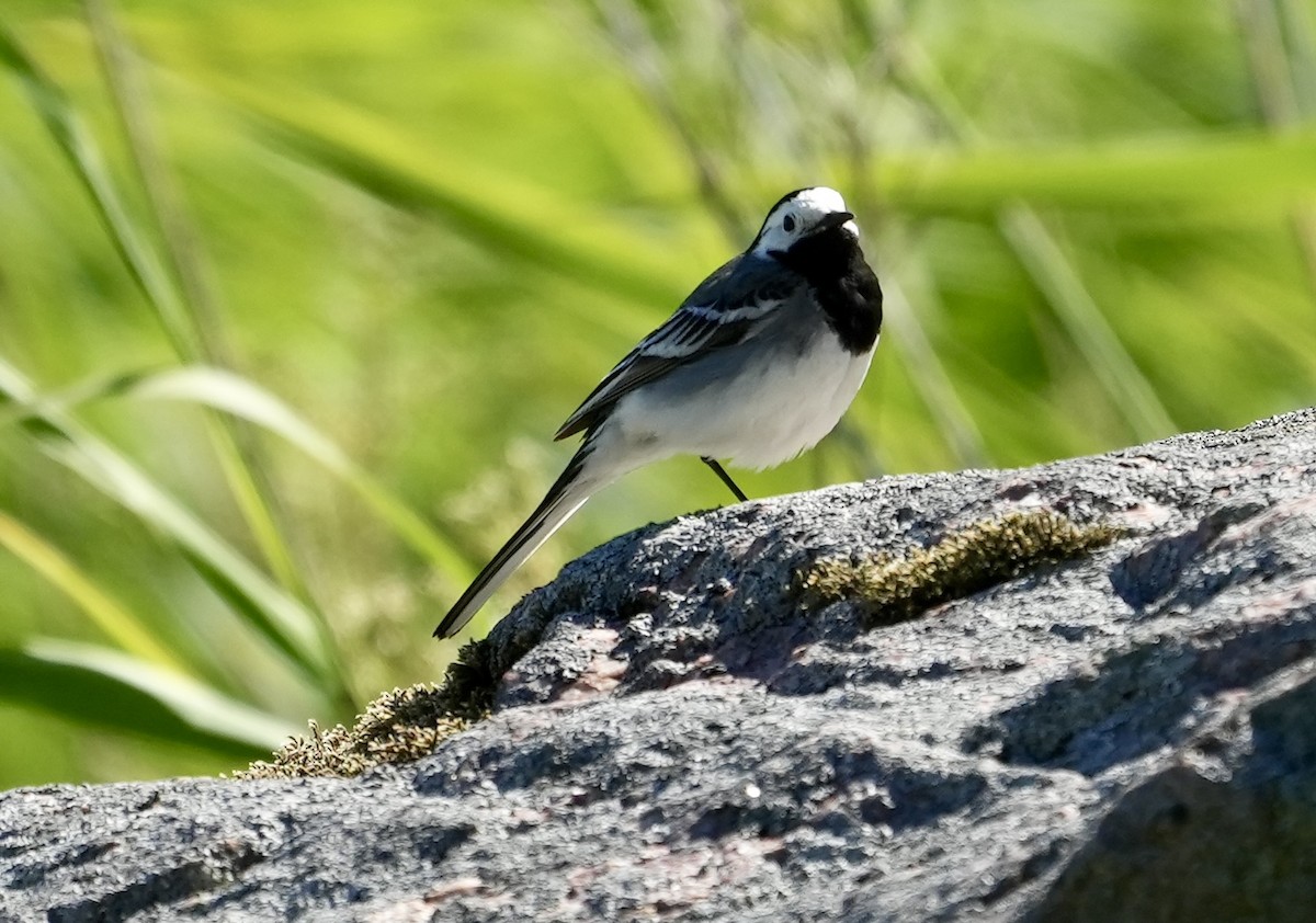 White Wagtail - ML620674953