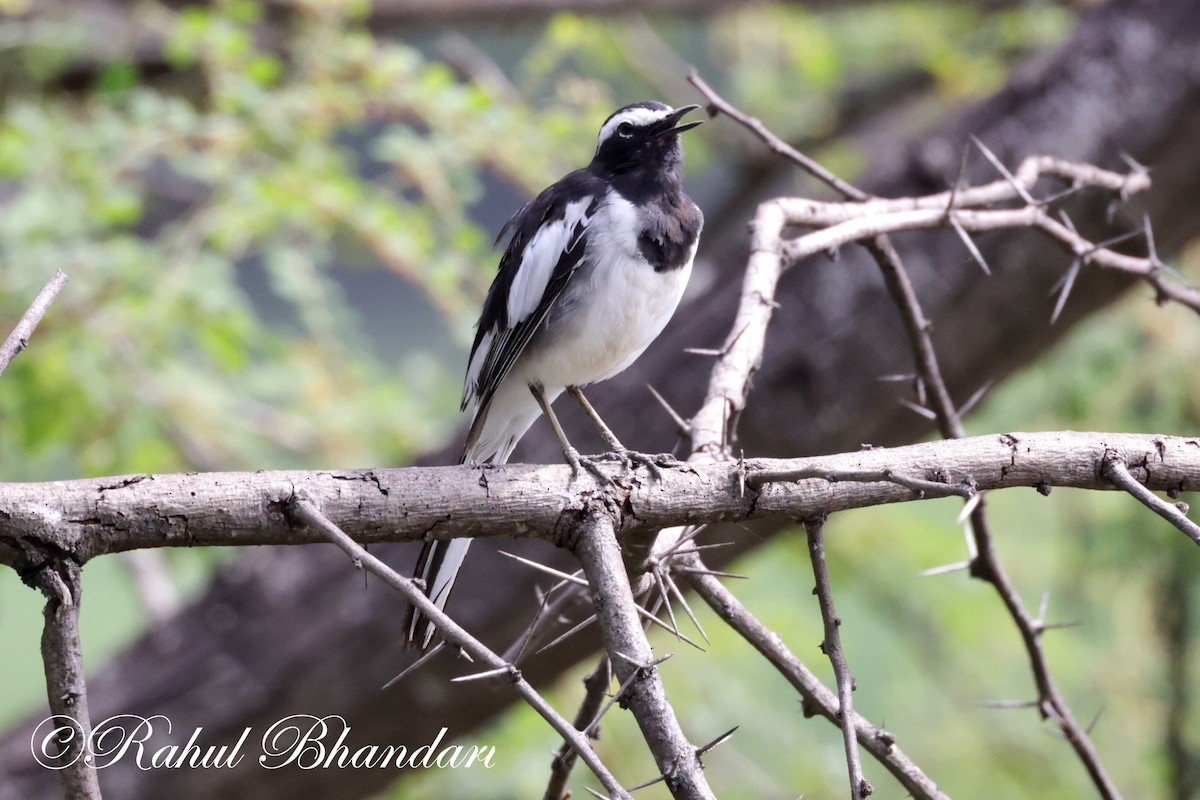 White-browed Wagtail - Rahul Bhandari