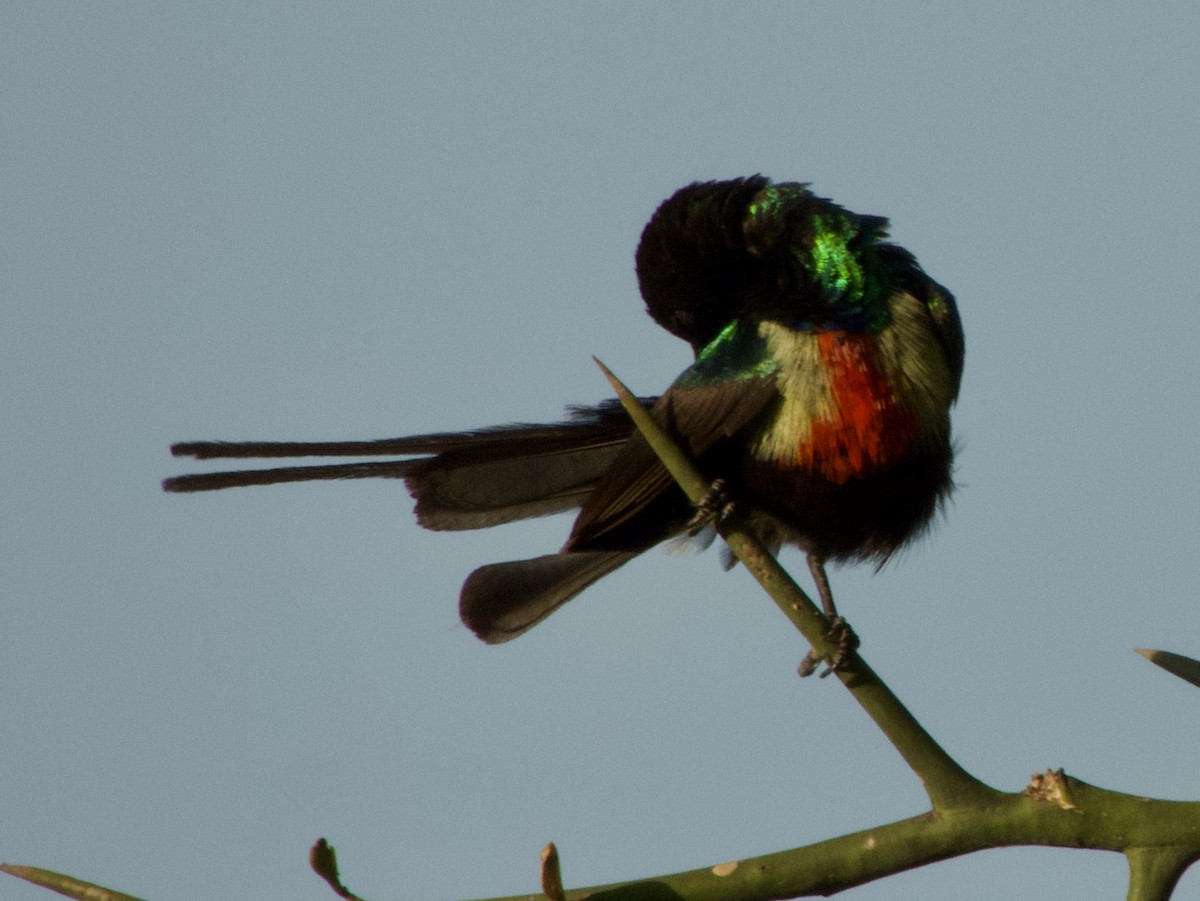 Beautiful Sunbird - GARY DOUGLAS