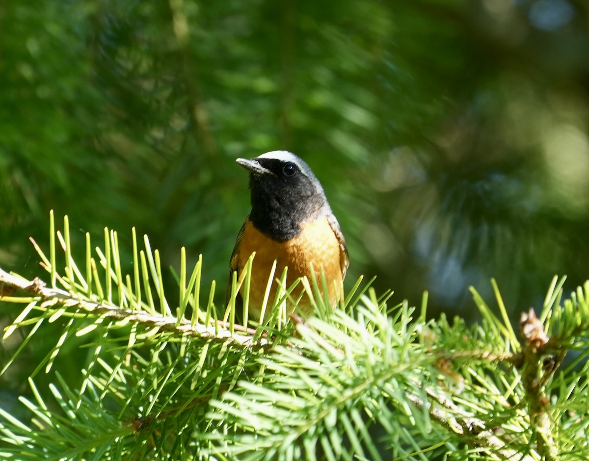 Common Redstart - ML620674984