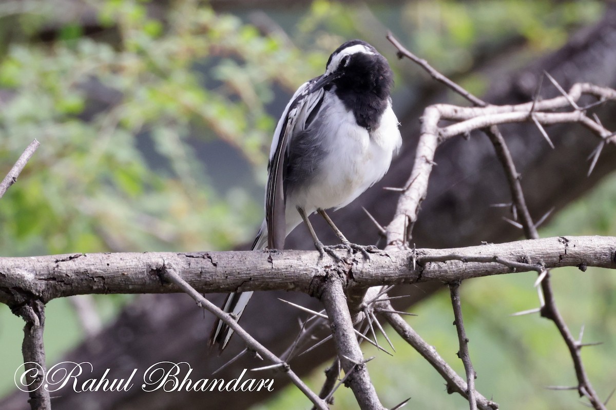 White-browed Wagtail - ML620674993