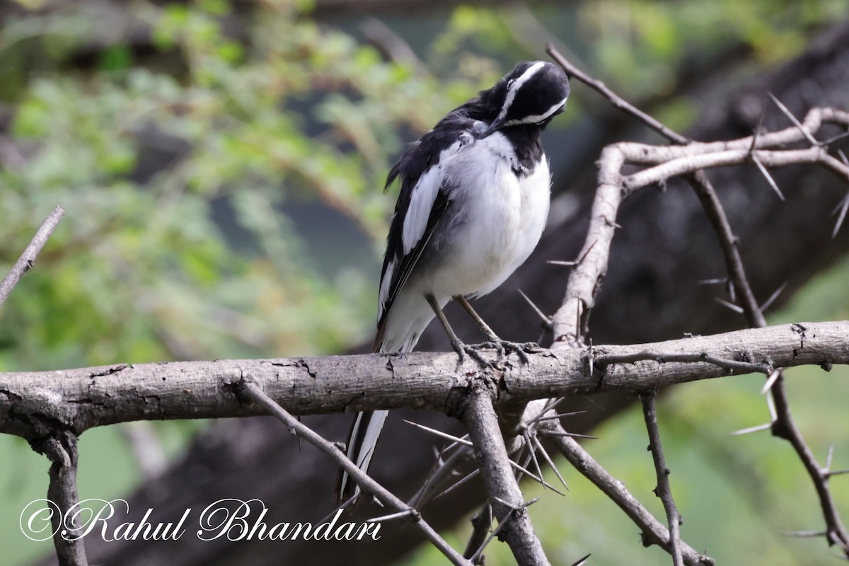 White-browed Wagtail - ML620674994
