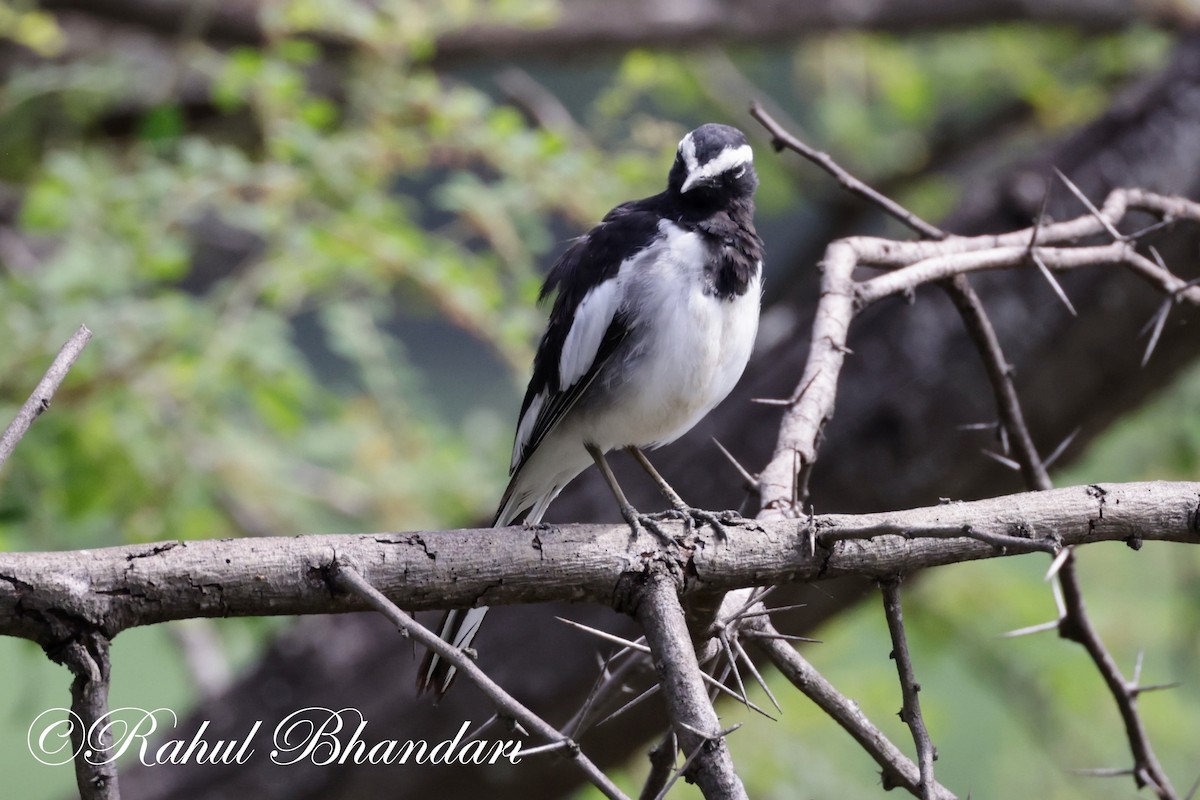 White-browed Wagtail - ML620674995