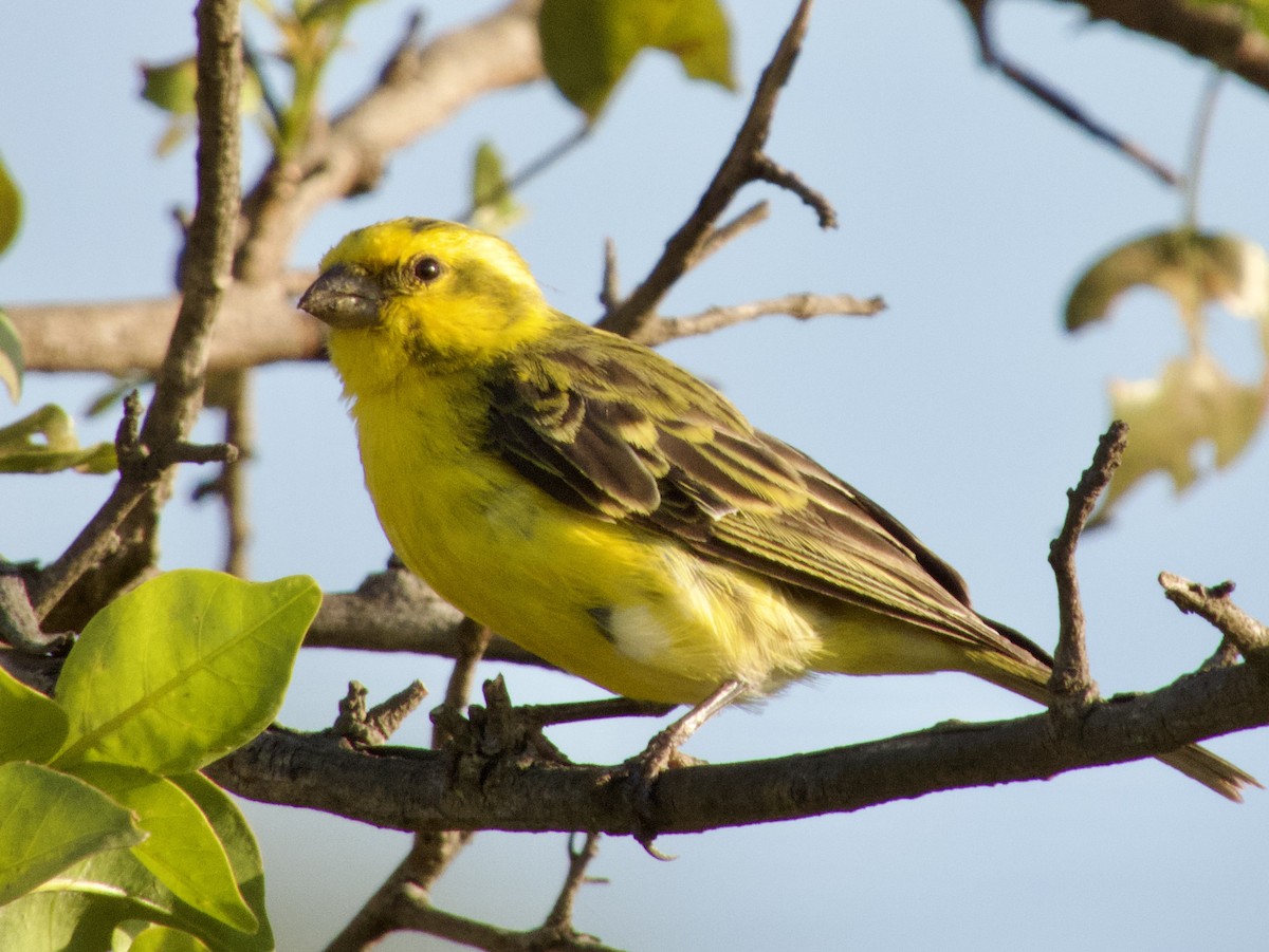 White-bellied Canary - ML620674997