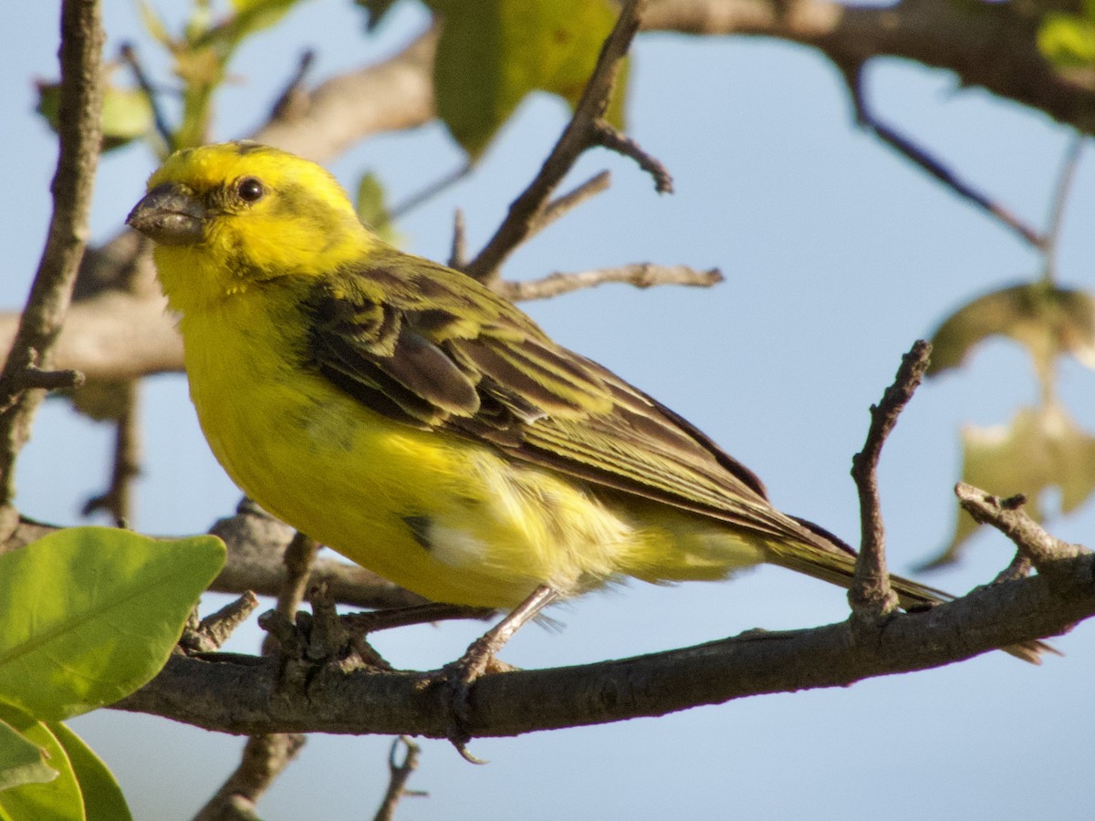 Serin à ventre blanc - ML620674998