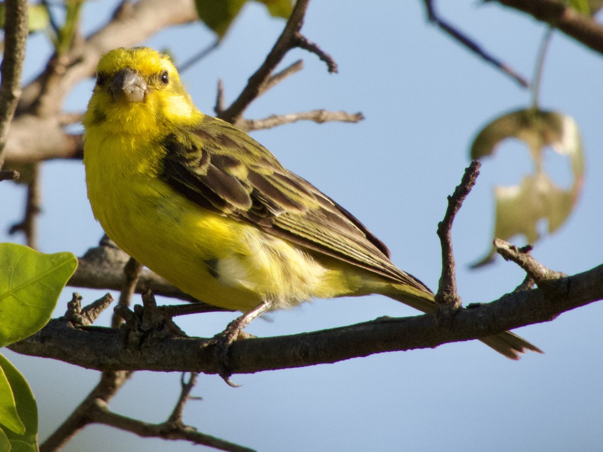 White-bellied Canary - ML620674999