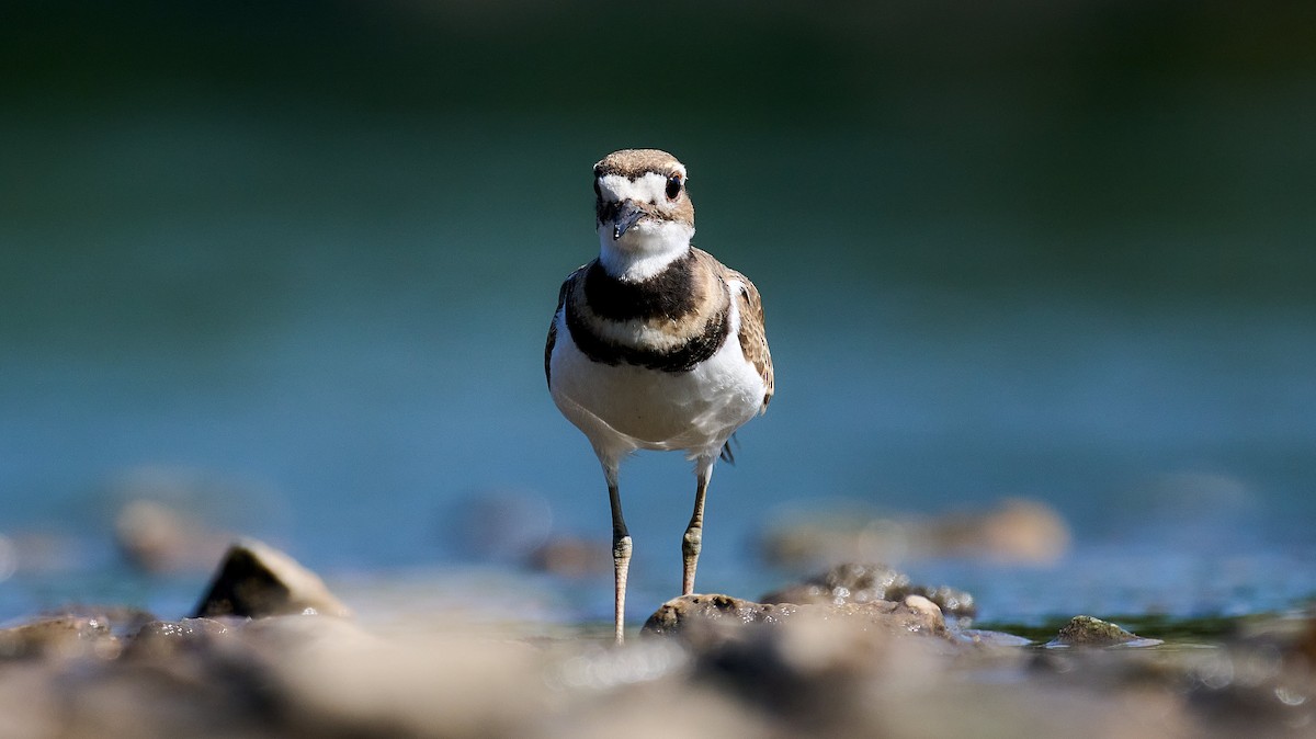 Killdeer - ML620675009