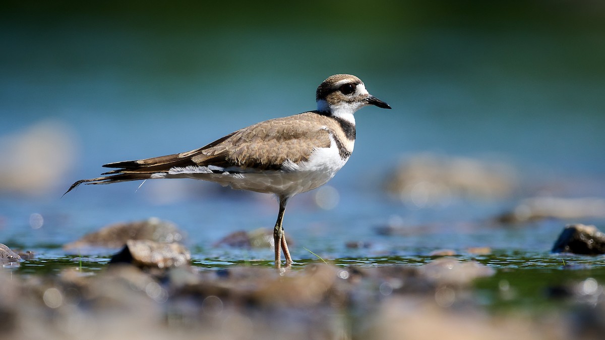 Killdeer - ML620675012