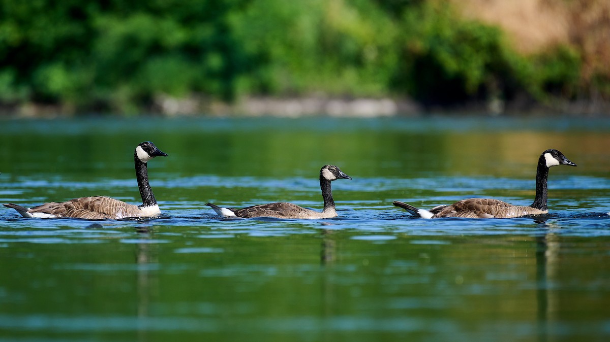 Canada Goose - ML620675017