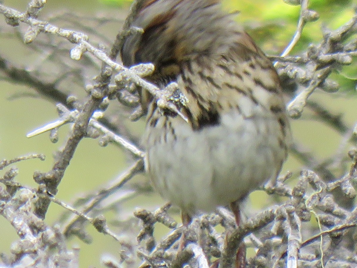 Lincoln's Sparrow - ML620675018