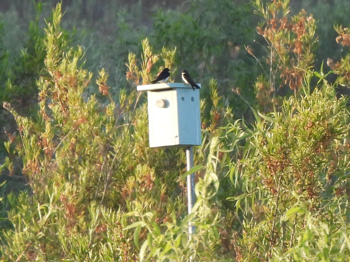 Tree Swallow - ML620675022