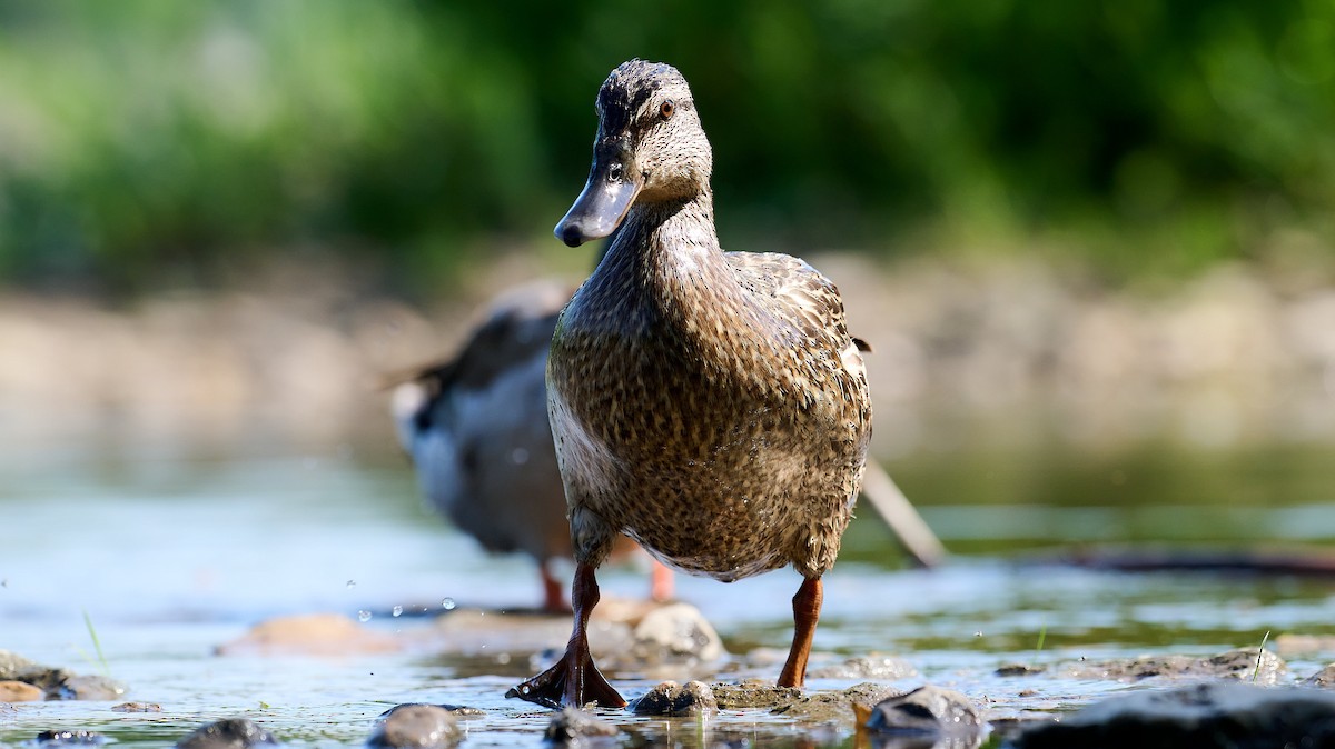 Canard colvert - ML620675027