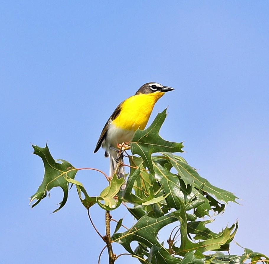 Yellow-breasted Chat - ML620675030