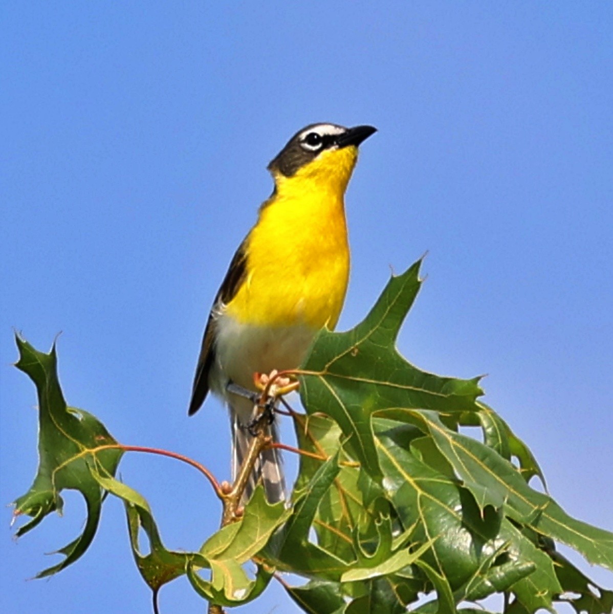 Yellow-breasted Chat - Mark Madsen