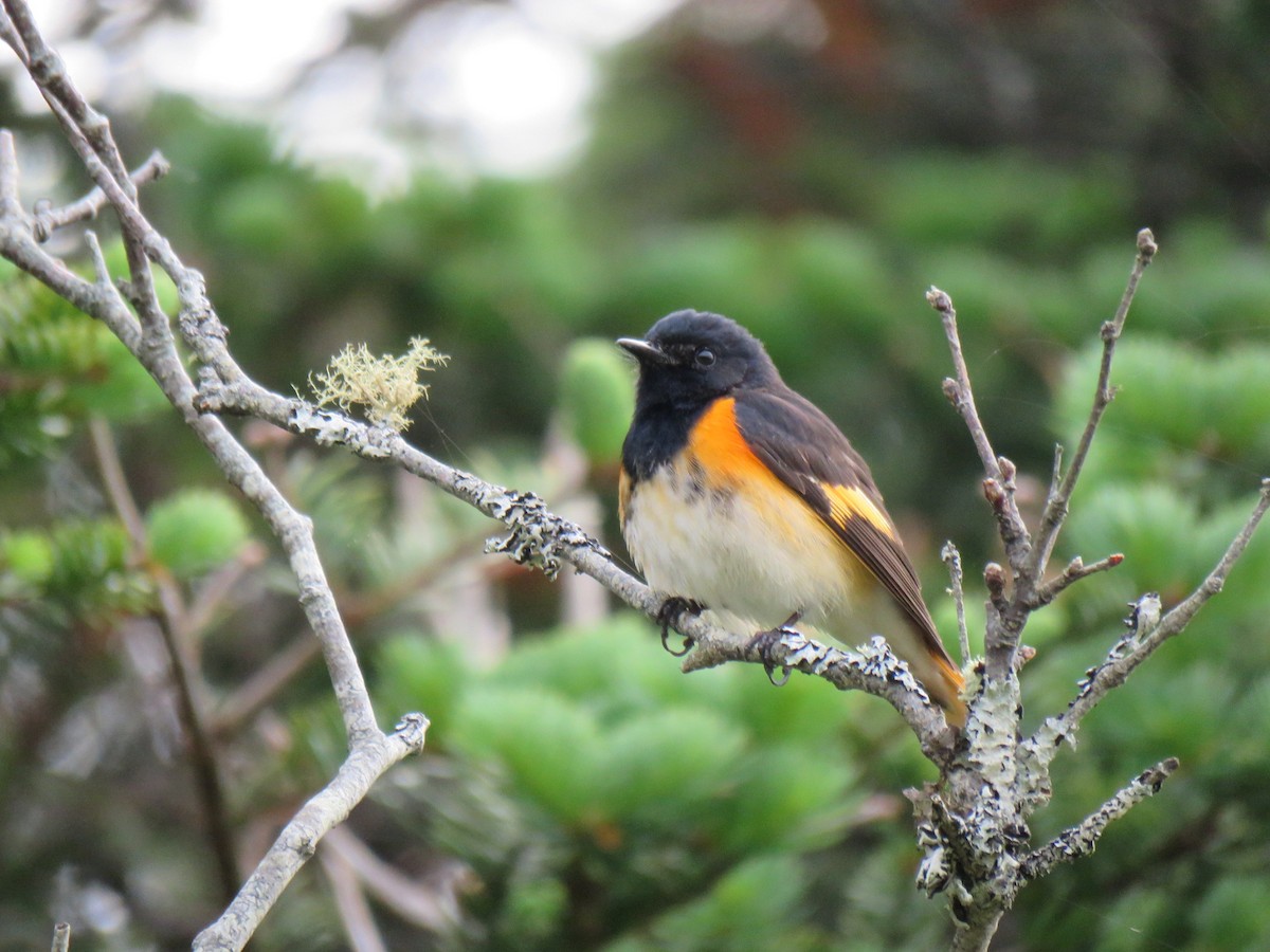 American Redstart - ML620675035