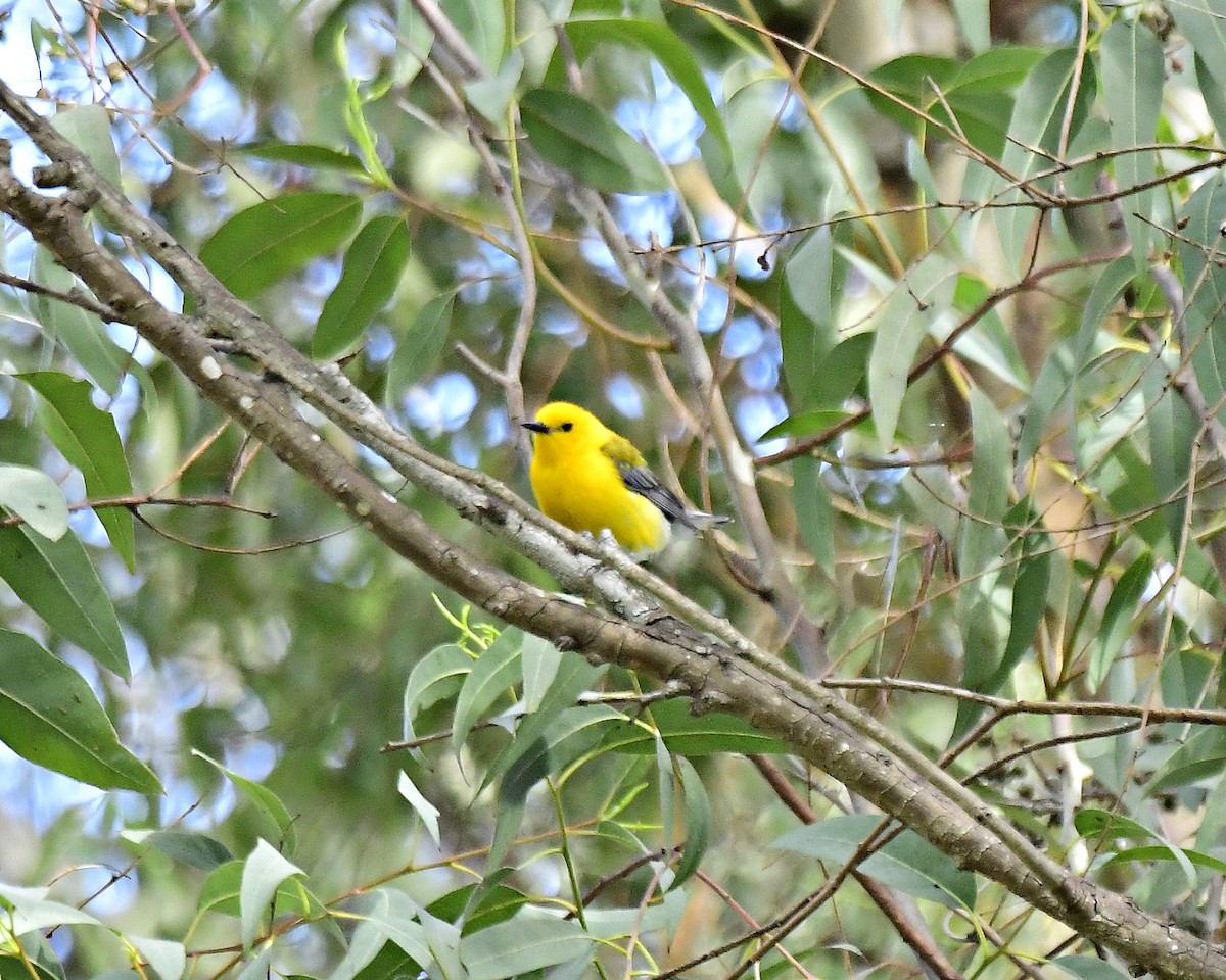 Prothonotary Warbler - Mark Stratton