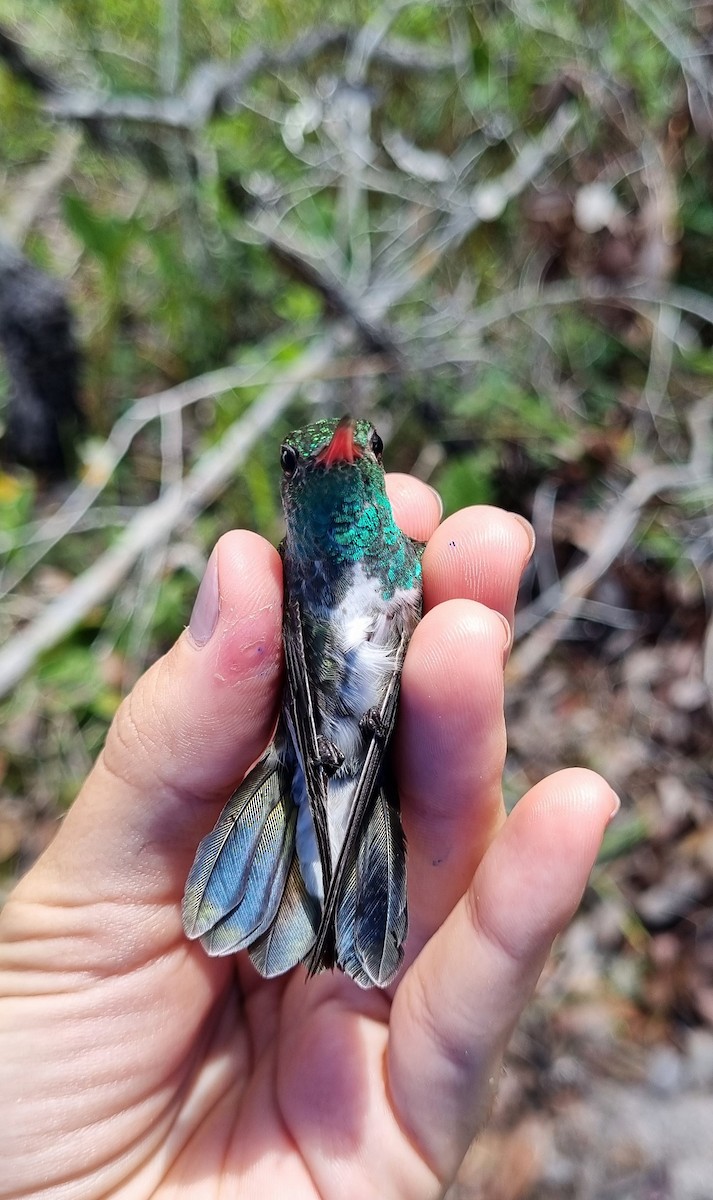 Glittering-throated Emerald - ML620675042