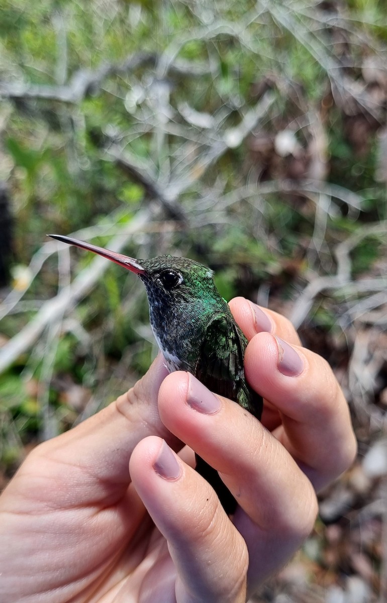 Glittering-throated Emerald - ML620675043