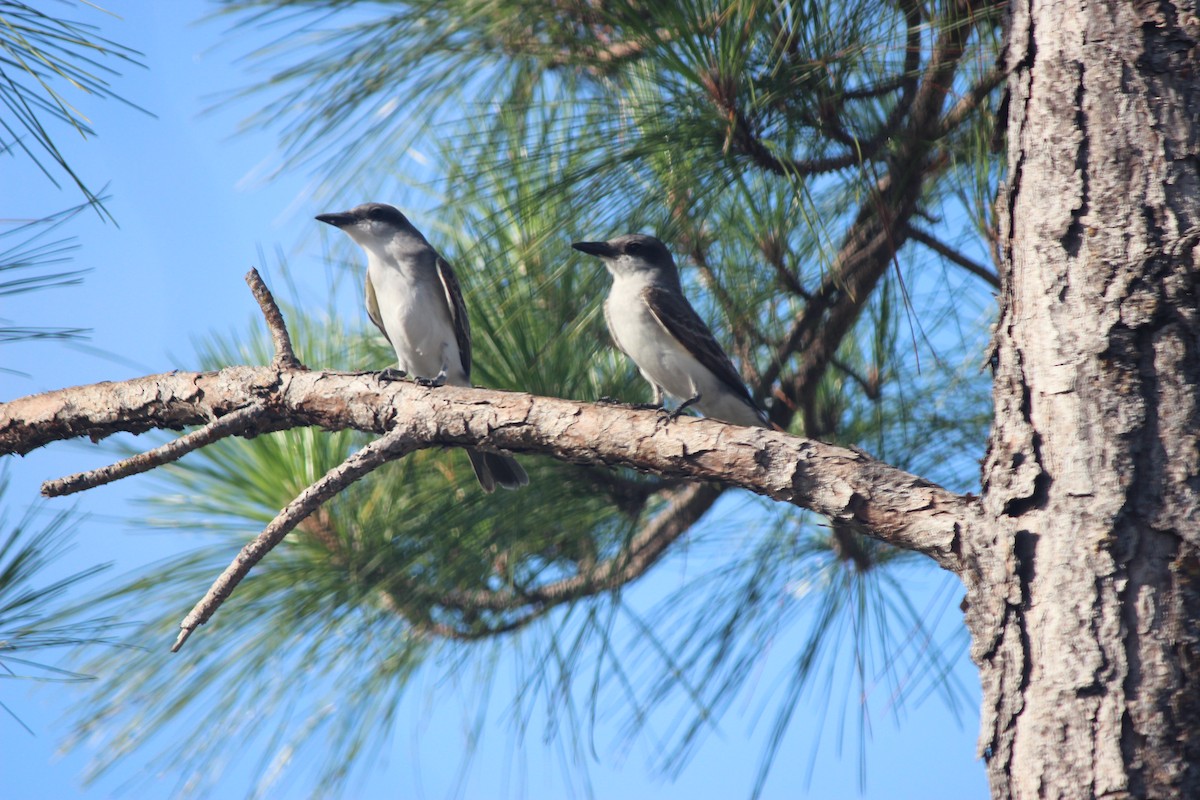 Gray Kingbird - ML620675046