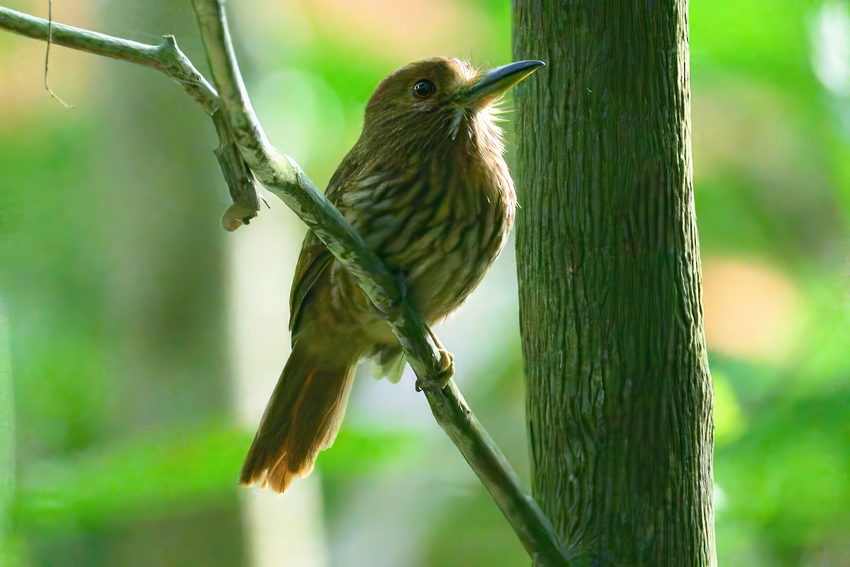 White-whiskered Puffbird - ML620675052