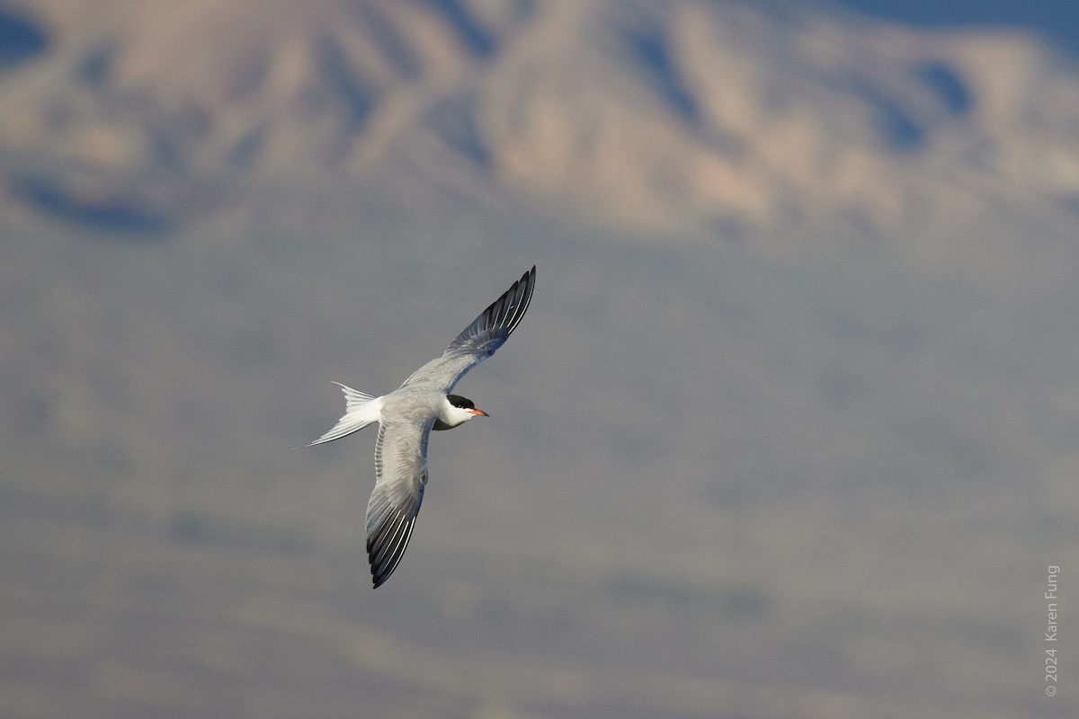 Common Tern - ML620675053