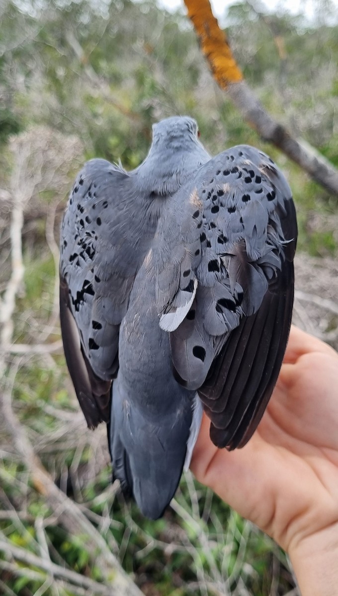 Blue Ground Dove - ML620675056