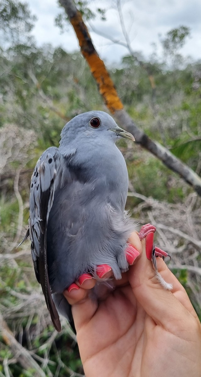 Blue Ground Dove - ML620675057