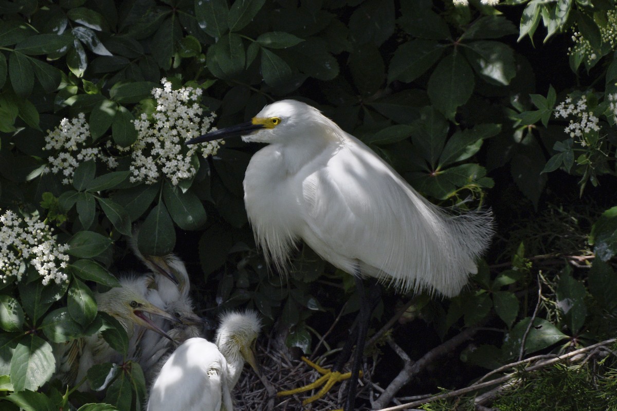 Snowy Egret - ML620675059