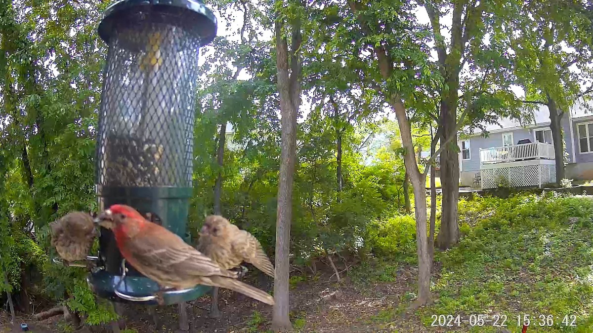 House Finch - ML620675061