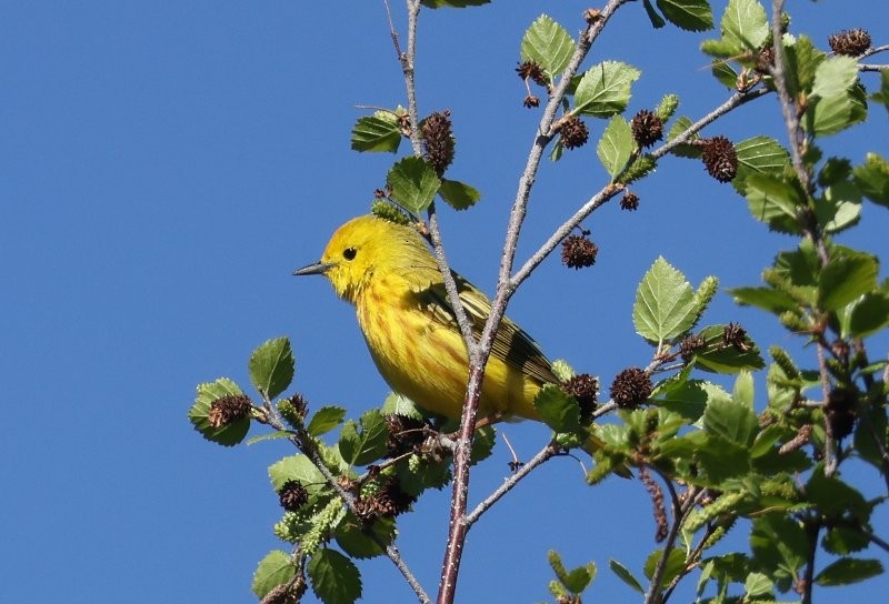 Yellow Warbler - Scott Jubinville