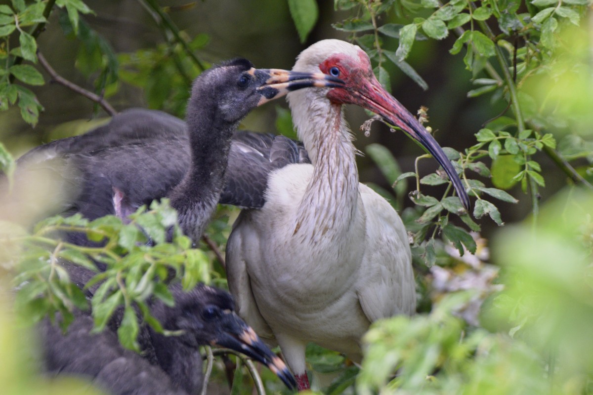 Ibis blanc - ML620675067