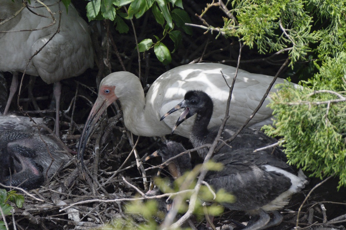 White Ibis - ML620675068