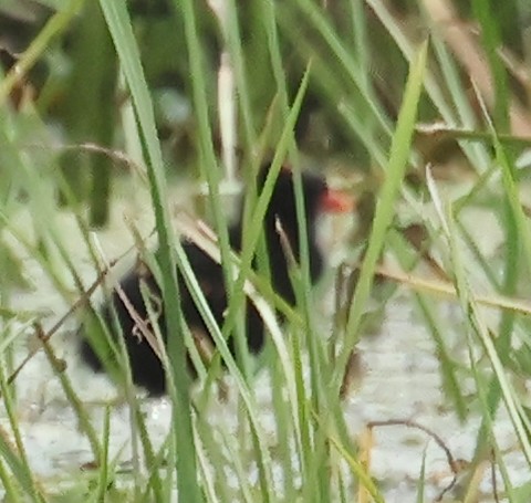 Gallinule d'Amérique - ML620675071