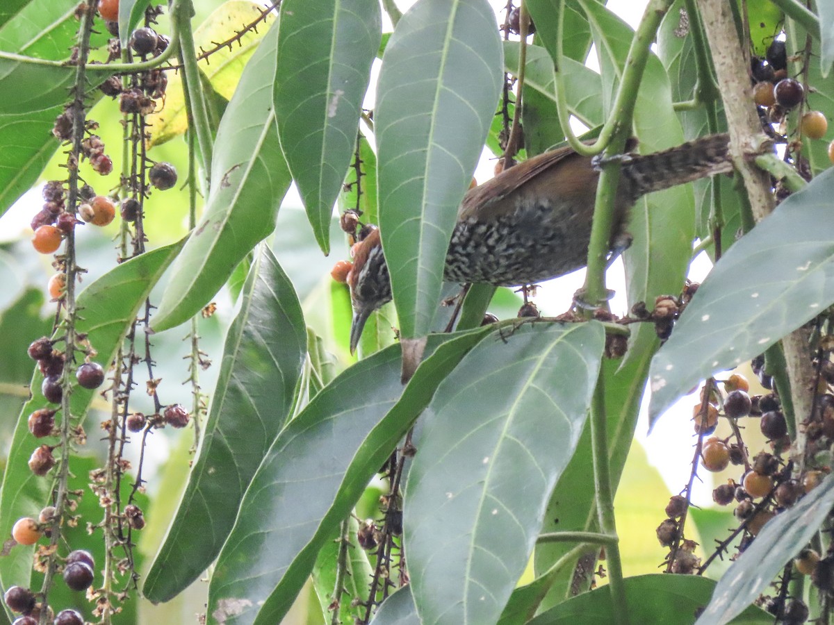 Spot-breasted Wren - ML620675073