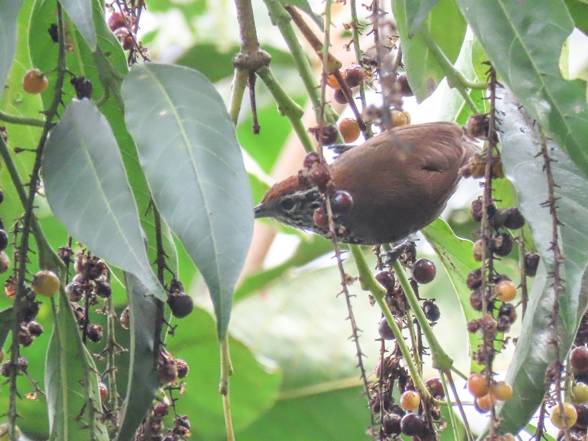 Spot-breasted Wren - ML620675074