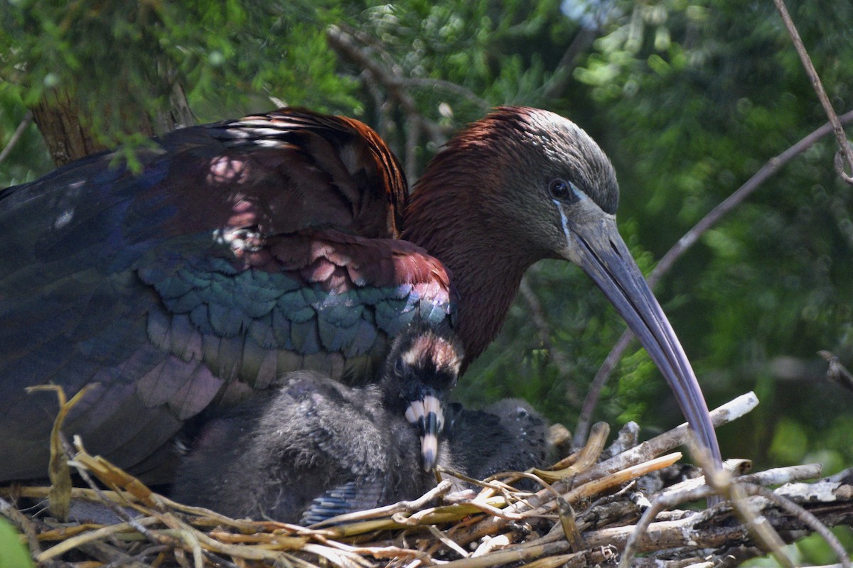 Glossy Ibis - Ailes and Dodson