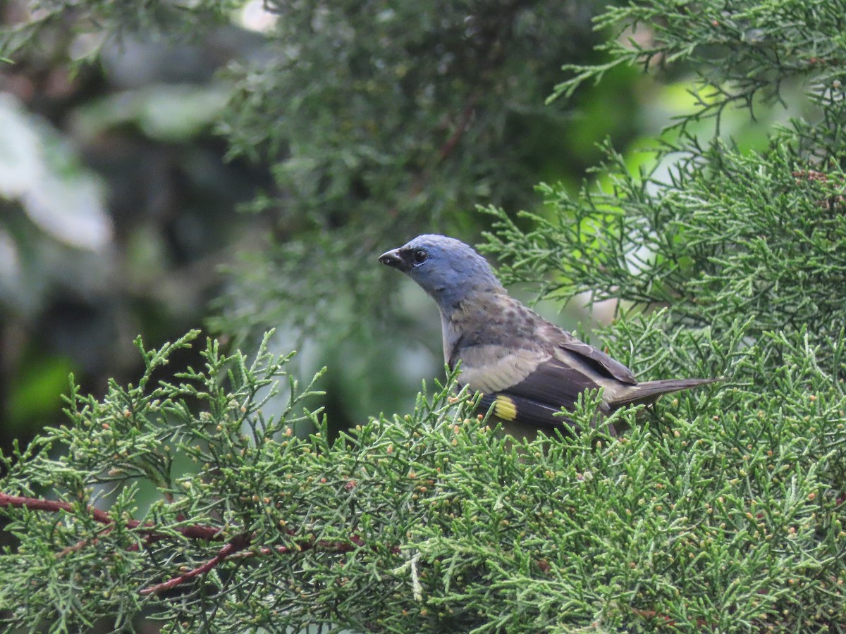 Yellow-winged Tanager - Carlos Funes