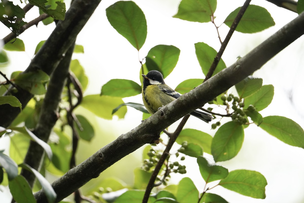 Green-backed Tit - ML620675090